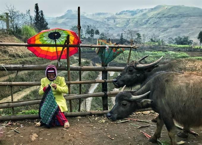 Countrys first Sakura Park to be developed in HCM City