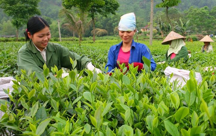 Thai Nguyen boosts organic farming