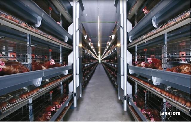 Large clean egg factory to open in Phu Tho