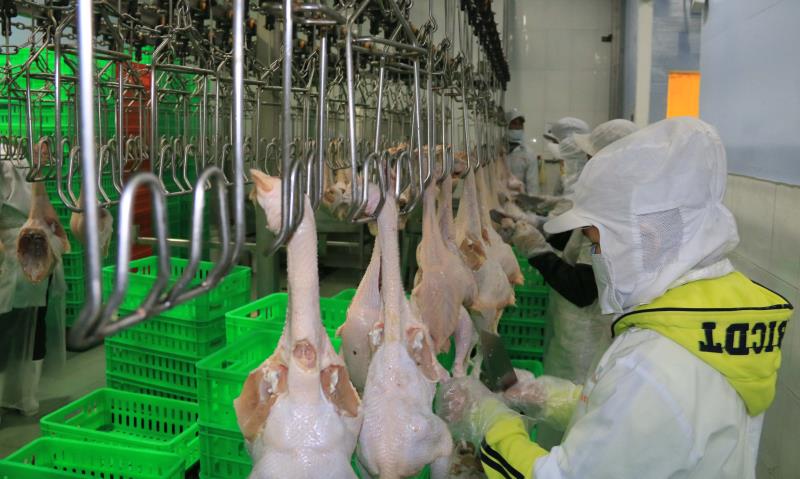 VNs chicken industry takes flight