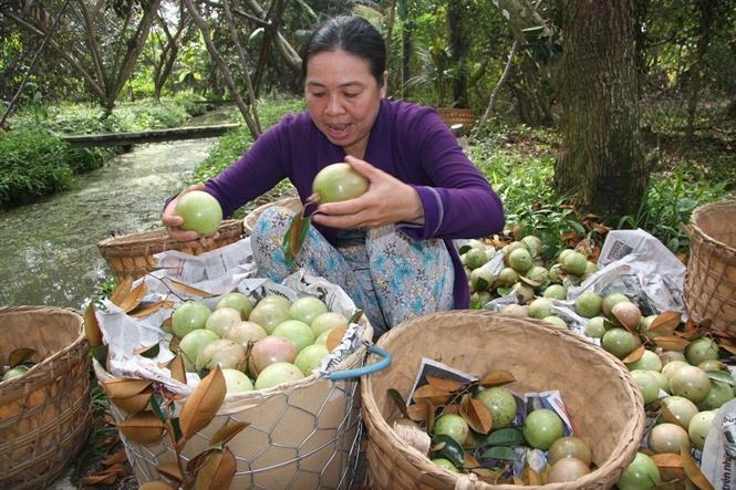 Tien Giang asks for enhanced protection for star apples brand exported to US