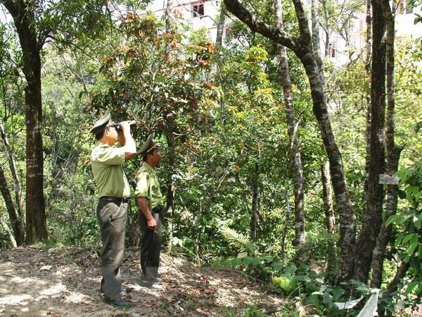 Agreement opens EU to VN timber