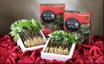 Sprout ginseng festival to take place in Ha Noi from November 16-30