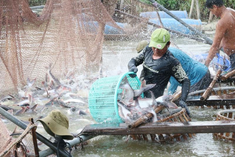 Viet Nams tra fish exports exceed 2b for the first time