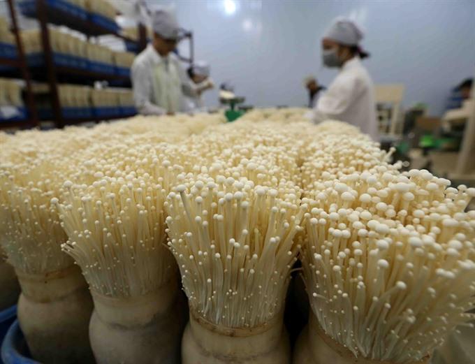 Firms optimistic about business in Q1 2019