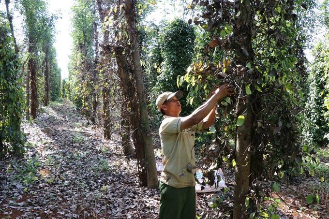 VN to reduce pepper area to focus on quality