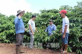 Gia Lai farmers struggle to find higher prices for VietGap coffee