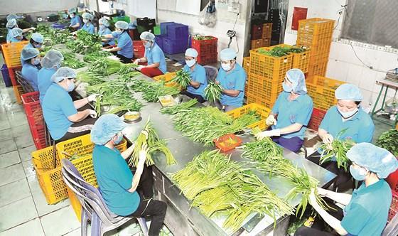Viet Nam fruit exports skyrocket