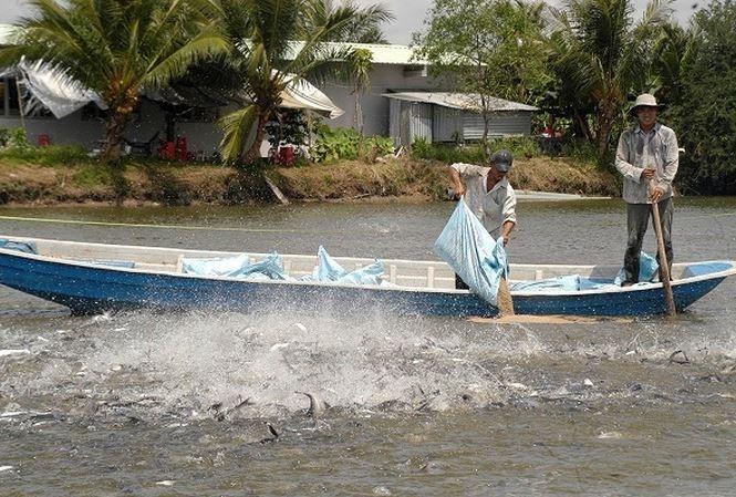 Catfish sector plans 2b export target in 2018