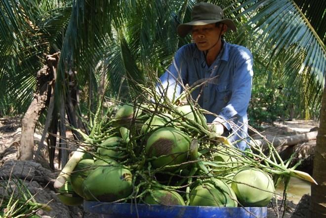 Ben Tres green Xiem coconut gets certificate of Geographical Indication