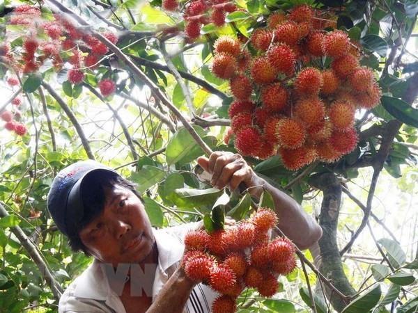 Vietnamese rambutan export to New Zealand announced