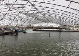 Bac Lieu targets becoming shrimp hub