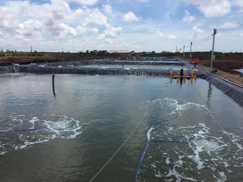 Cargill boosts shrimp innovation in Bac Lieu