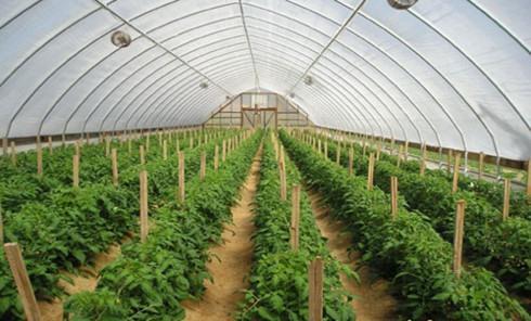 Hau Giang reviews development of hi-tech farm zone