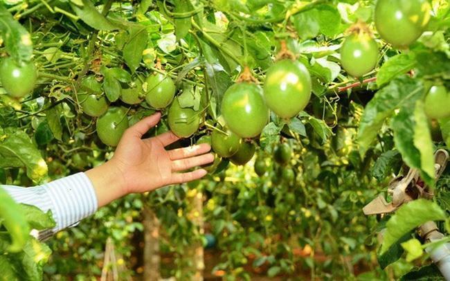 HAGL asks for shareholders approval