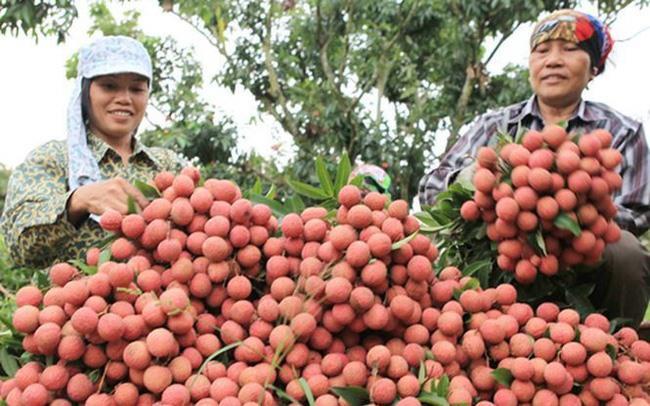Bac Giang ships lychee around world