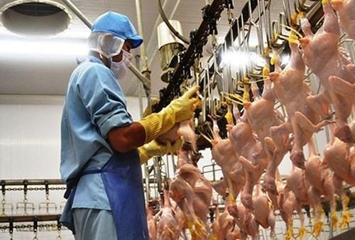 Viet Nam poultry, animal products exports increase