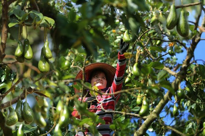 Banking sector works on funding for farmers