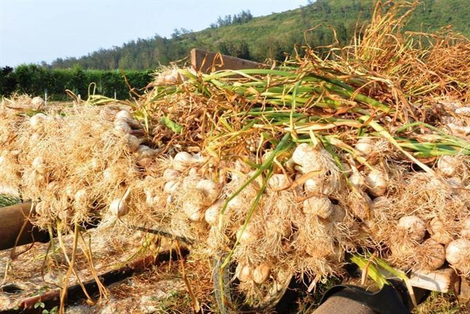 ‘Kingdom of Garlic faces challenges as prices fall