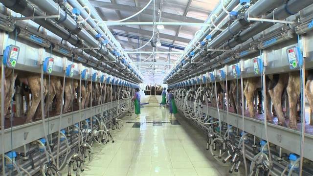 TH Milk becomes first exporter of milk to China