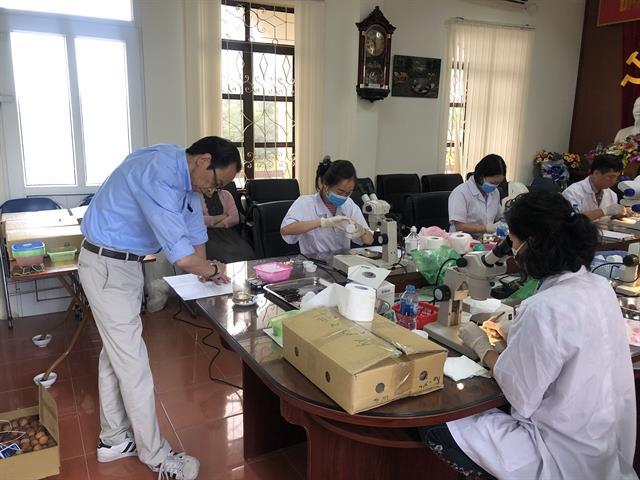 Japan to import Vietnamese lychees