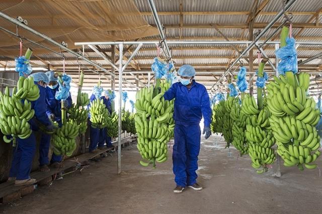 Thaco to buy five million shares of Hoang Anh Gia Lai Agricultural