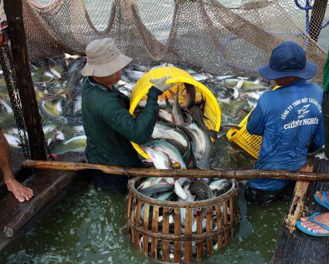 Viet Nam to see 2.4b in tra fish exports this year