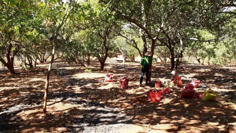 Cashew industry pain set to continue: experts