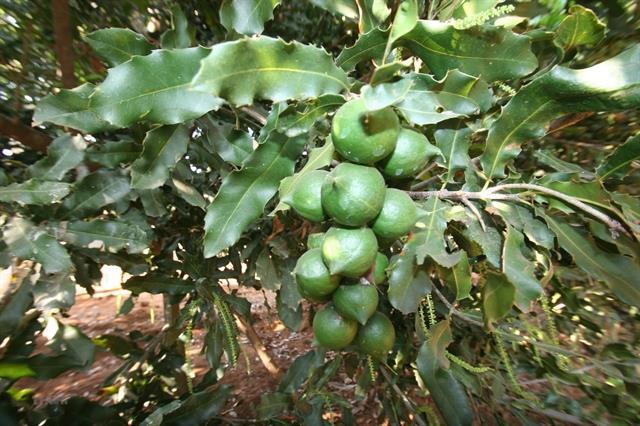 Lam Dong exports macadamia nuts to RoK, Singapore