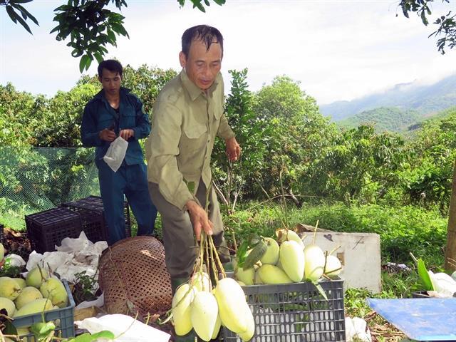 Son La exports first batch of mangoes to UK