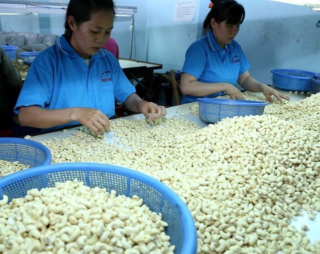 Cashew export volume up more than 21 per cent in June