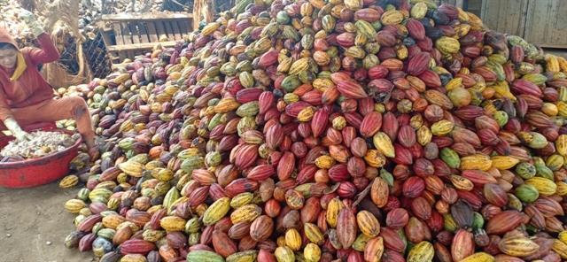 Viet Nam needs focus on quality cocoa: experts