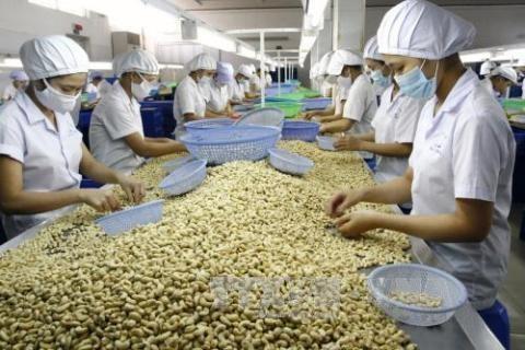 Viet Nam remains worlds top cashew exporter