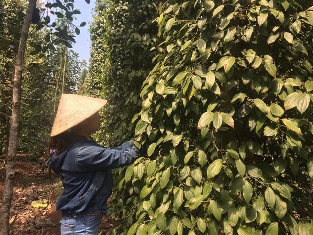 Viet Nams commodity market expected to lure more capital