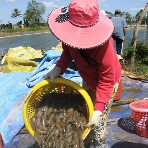 Mekong Delta shrimp prices fall as COVID-19 hits demand