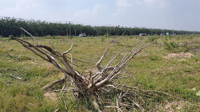Contractors to be chosen for Long Thanh International Airport resettlement area