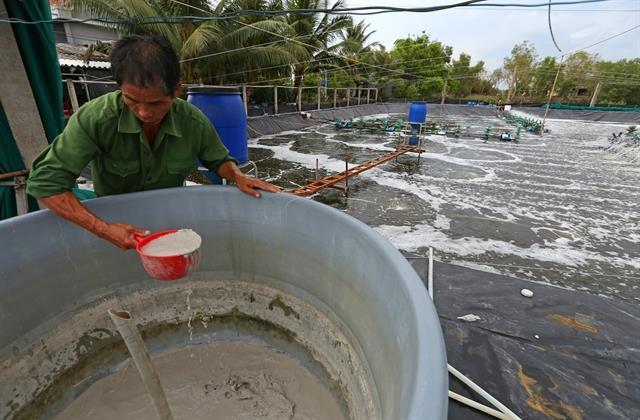 Ca Mau shrimp industry picks up