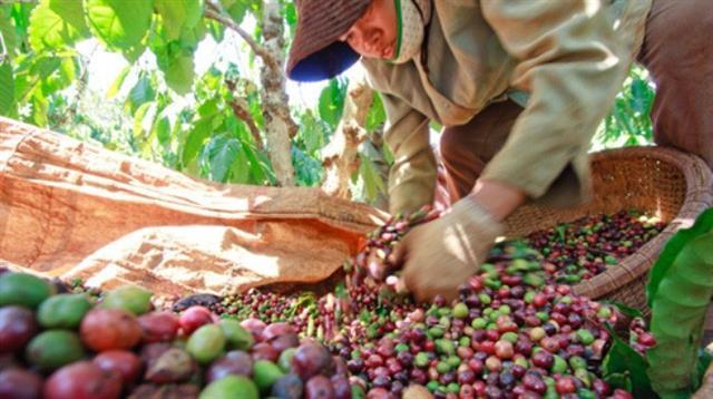 Viet Nams coffee exports up in H1