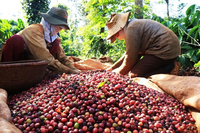 Viet Nam becomes Japans biggest coffee supplier