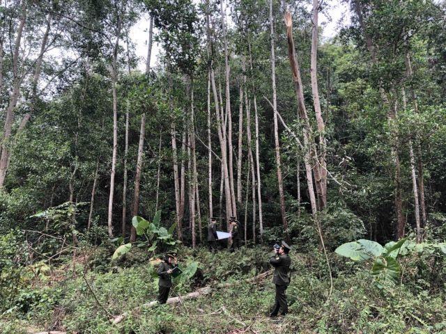 Forestry sector aims to gain 14b exports in 2021