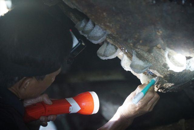 Cham Islands birds nest products get GI certification