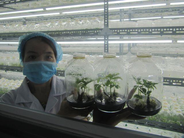 Central province debuts first Ngoc Linh ginseng plant