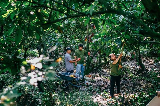 Produced in 60 days, a revolution in chocolate making