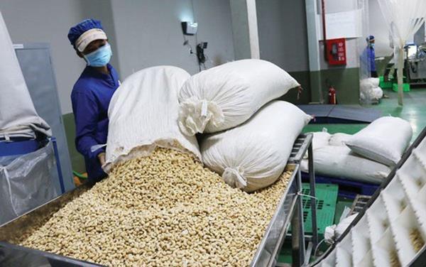 Raw cashew nut imports rocket in first four months