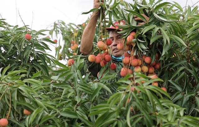 Hai Duong exports lychee to Thailand for first time