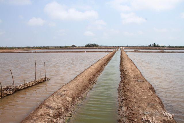 Bac Lieu Province focuses on developing collective economy