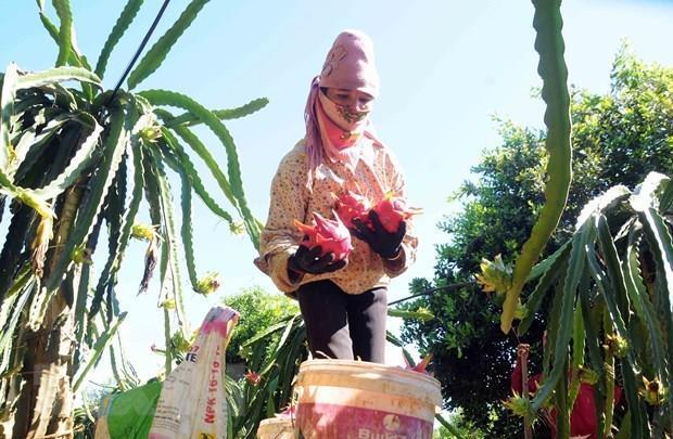 Son La exports 10 tonnes of red-flesh dragon fruit to Russia