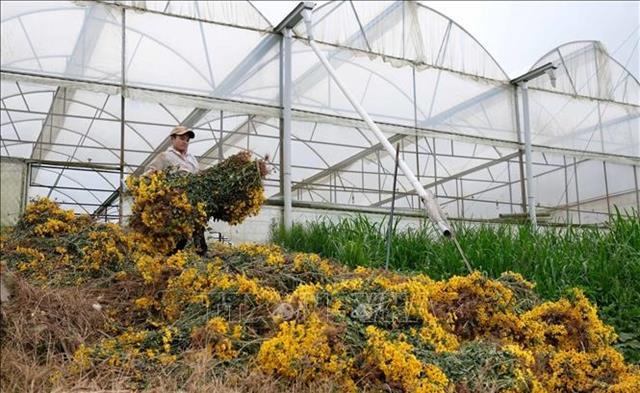 Da Lats floriculture face unprecedented challenges