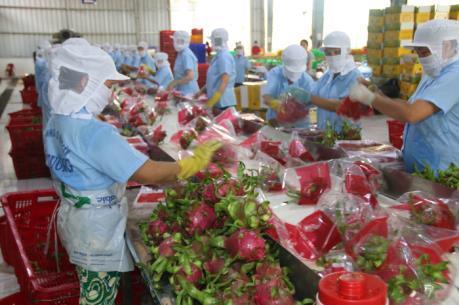 Project looks to bolster Viet Nams dragon fruit exports to Europe