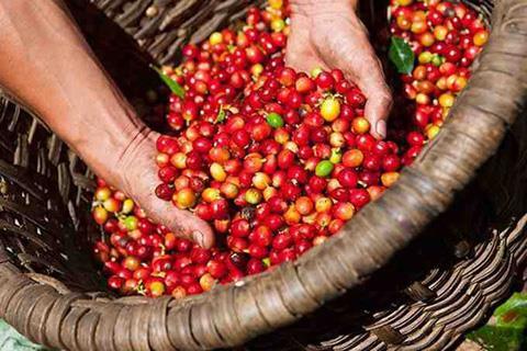Viet Nams coffee exports to S Korea forecast to increase